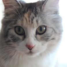Kurilean Bobtail DK JeaTri´s Perlemor