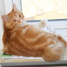 Kurilean Bobtail DK JeaTri´s Bocelli 