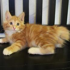 Kurilean Bobtail DK JeaTri´s Bocelli 
