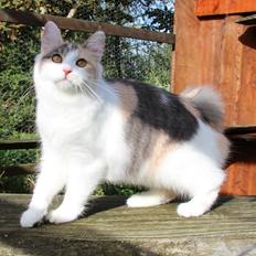 Kurilean Bobtail Liva - CH. SE Farm Moggie's Evelin