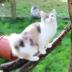 Kurilean Bobtail Liva - CH. SE Farm Moggie's Evelin