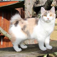 Kurilean Bobtail Liva - CH. SE Farm Moggie's Evelin