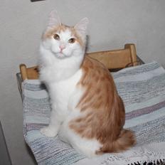 Kurilean Bobtail DK KorZhik's Fair Emma