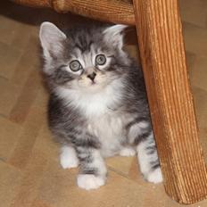 Kurilean Bobtail DK JeaTri´s Kaptajn Klo
