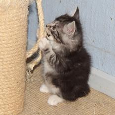 Kurilean Bobtail DK JeaTri´s Kaptajn Klo
