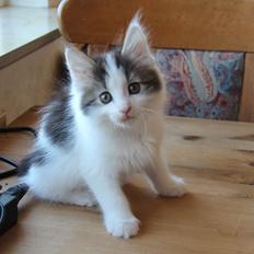 Kurilean Bobtail DK JeaTri´s Nanna