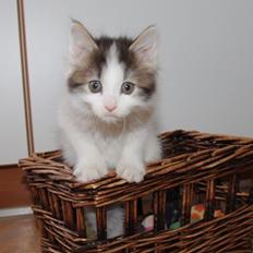Kurilean Bobtail DK JeaTri´s Nanna