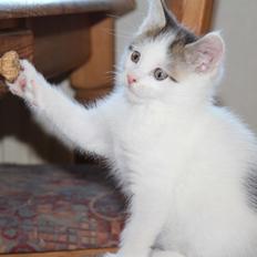 Kurilean Bobtail DK JeaTri´s Peter Pan
