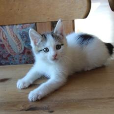 Kurilean Bobtail DK JeaTri´s Peter Pan