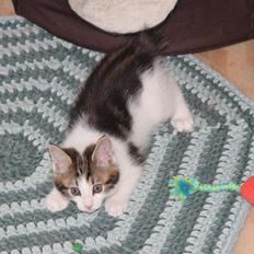 Kurilean Bobtail DK JeaTri´s Wendy