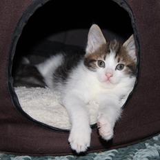 Kurilean Bobtail DK JeaTri´s Wendy