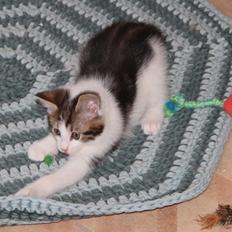 Kurilean Bobtail DK JeaTri´s Wendy