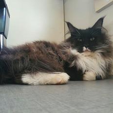 Maine Coon Pablo Picasso Dan Sky Beyrouth, CZ