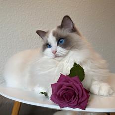 Ragdoll Blue - SOLGT
