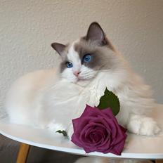 Ragdoll Blue - SOLGT