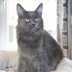 Maine Coon Blackangel's Magby