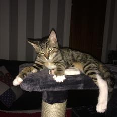 Blanding af racer Jensen