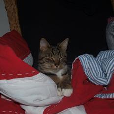 Blanding af racer Jensen