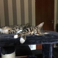 Blanding af racer Jensen