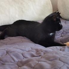 Huskat Det Sorte Lyn. * 23 Maj 2020.