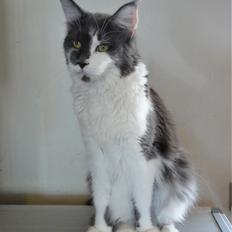Maine Coon Blackangel's Guldkaramel D. 24.03.2025