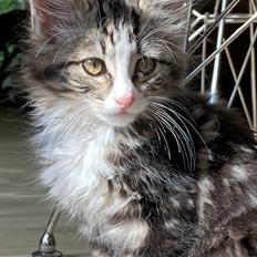 Blanding af racer Pipi