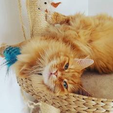 Blanding af racer Charlie