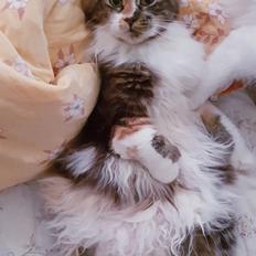 Maine Coon Tukenjas Siff PP