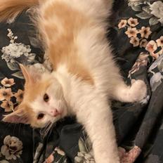 Norsk Skovkat Eigild 