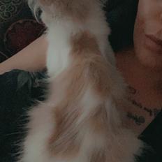 Norsk Skovkat Eigild 