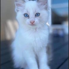 Blanding af racer Mynte 