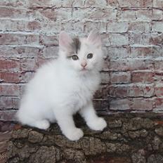 Kurilean Bobtail DK KorZhik's Alfred