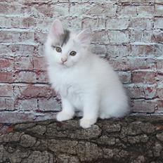 Kurilean Bobtail DK KorZhik's Alfred