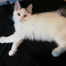 Kurilean Bobtail DK KorZhik's Fru Petrell