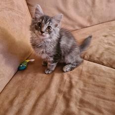 Blanding af racer Nova