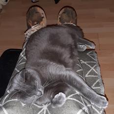 Huskat Smilla (lille fis)
