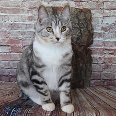 Kurilean Bobtail DK JeaTri´s Smisk