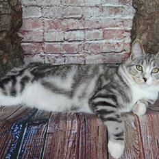 Kurilean Bobtail DK JeaTri´s Smisk