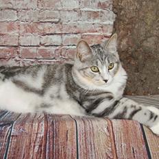 Kurilean Bobtail DK JeaTri´s Smisk
