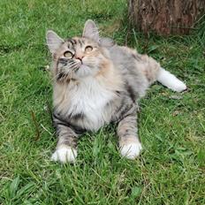 Kurilean Bobtail DK JeaTri´s Castafiore