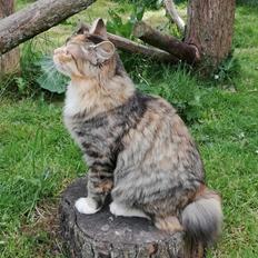 Kurilean Bobtail DK JeaTri´s Castafiore