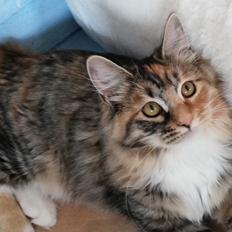 Kurilean Bobtail DK JeaTri´s Castafiore