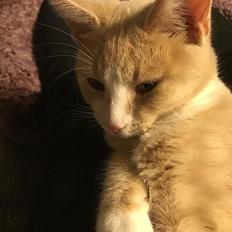 Blanding af racer beny