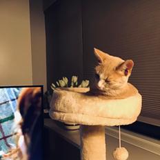 Blanding af racer beny