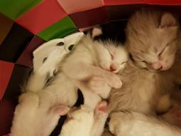 Sort teen katte
