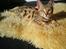 Bengal Piramocats Aya