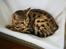 Bengal Piramocats Aya