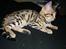 Bengal Piramocats Aya