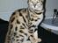 Bengal Piramocats Aya
