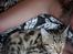 Bengal Piramocats Aya